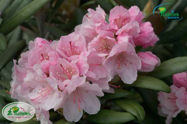 Rhododendron Yours Truly